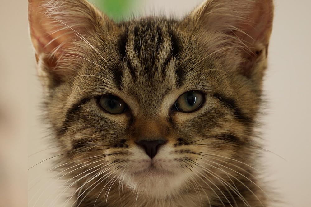 ルー、パリで生まれた猫の画像