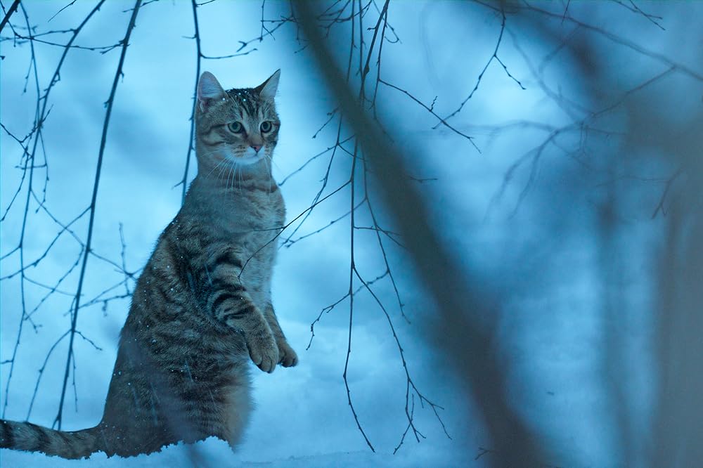 「ルー、パリで生まれた猫」の画像