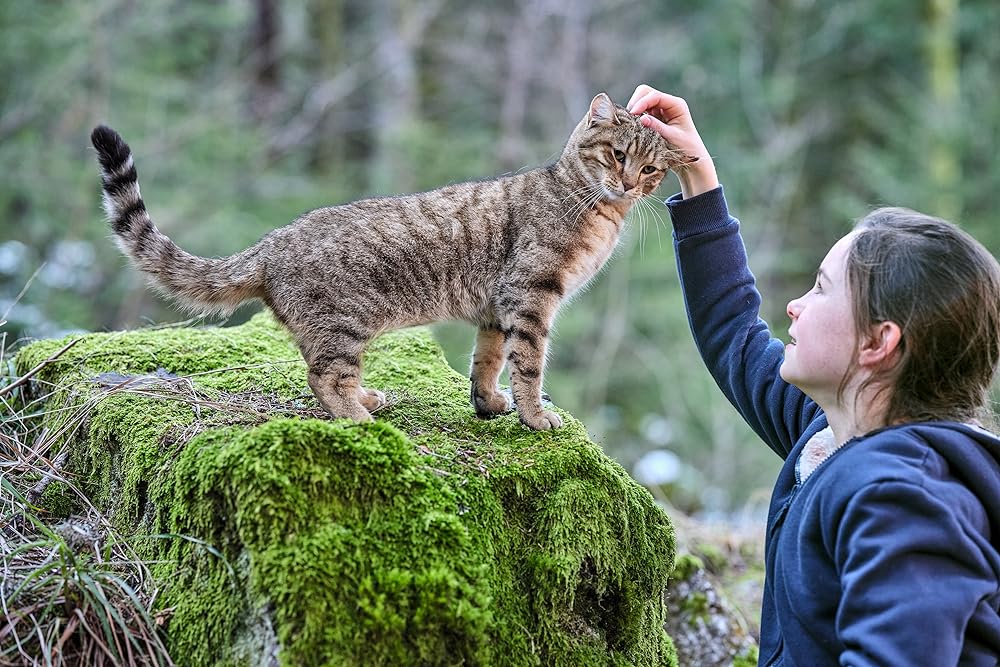 「ルー、パリで生まれた猫」の画像