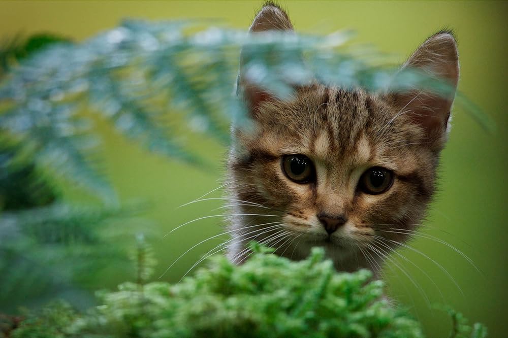 「ルー、パリで生まれた猫」の画像