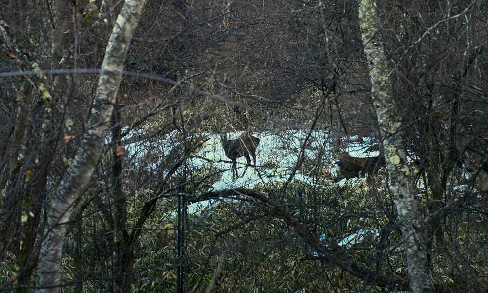 悪は存在しないの画像