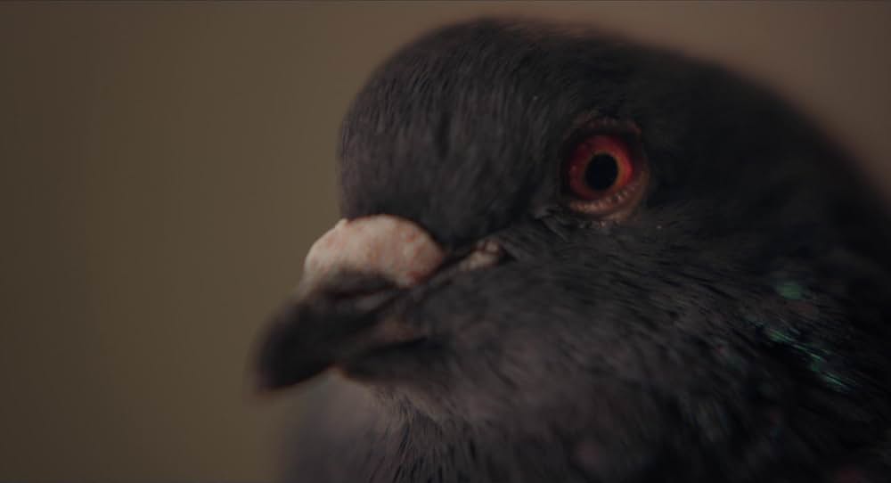 けものがいるの画像