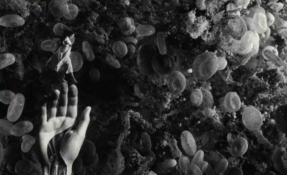 哀れなるものたちの画像