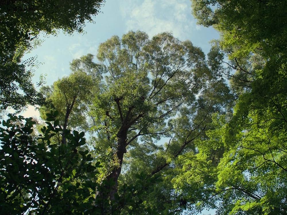 PERFECT DAYSの画像