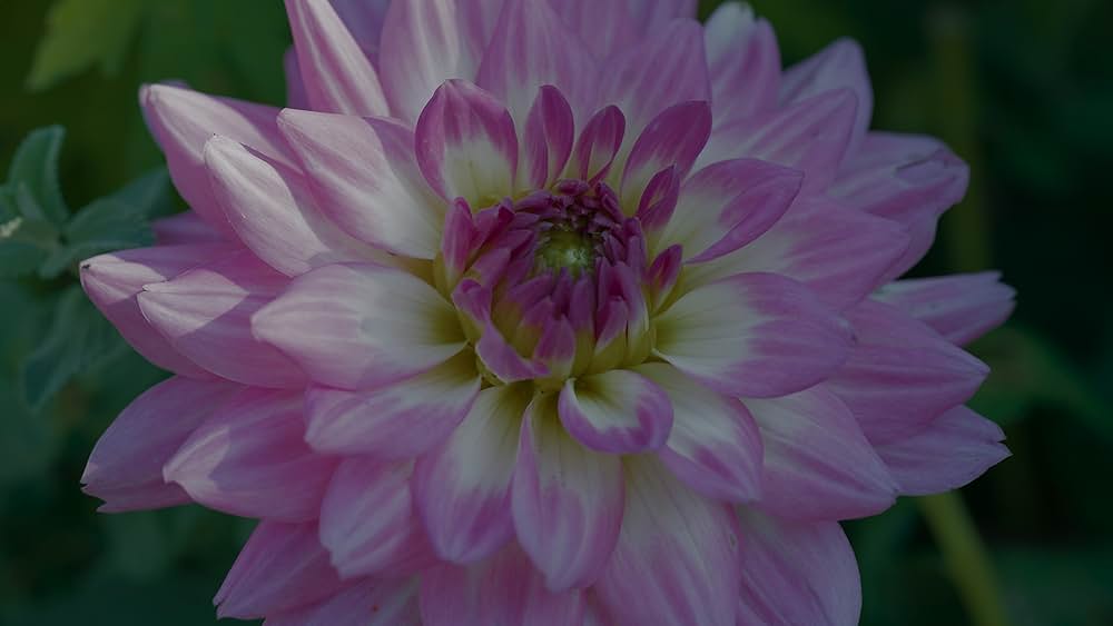 関心領域の画像