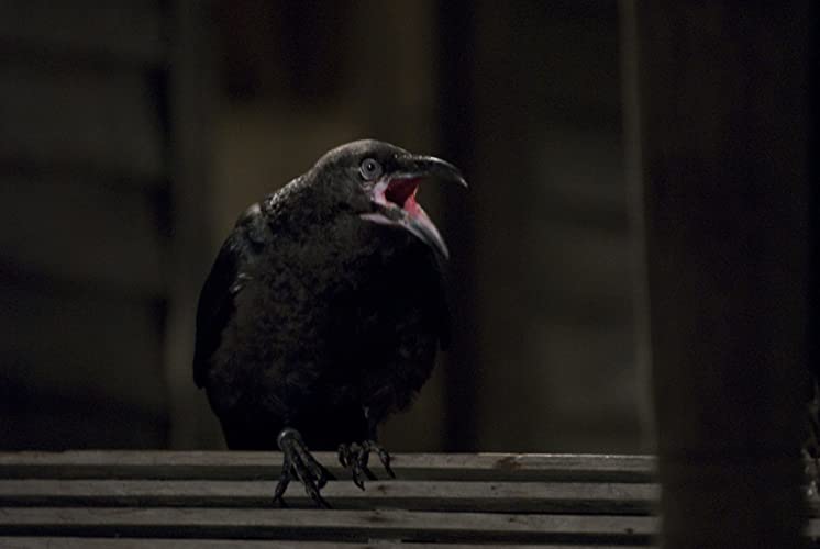 ザ・フィールドの画像