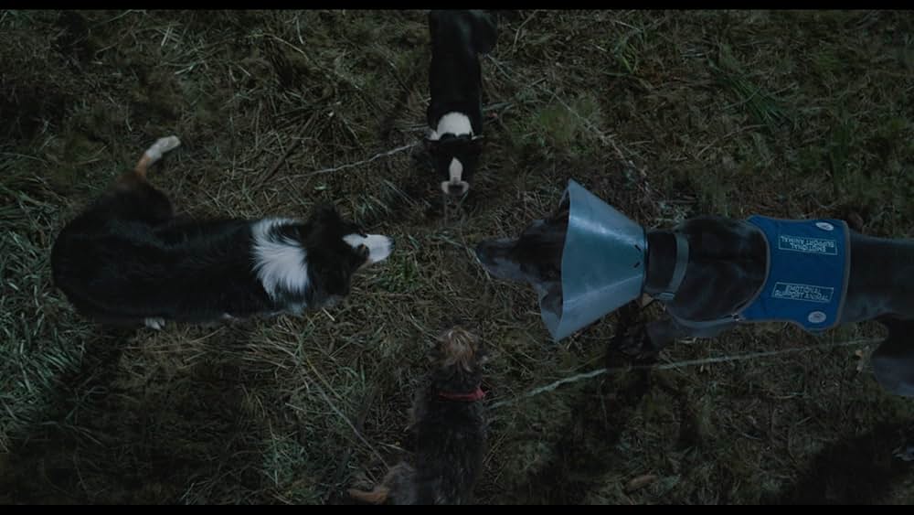 スラムドッグスの画像