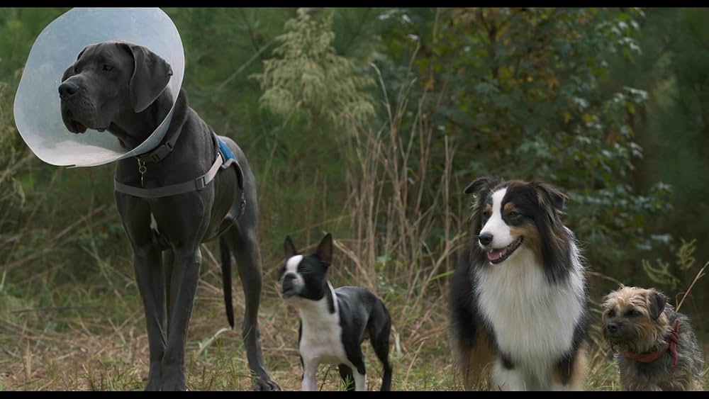 スラムドッグスの画像