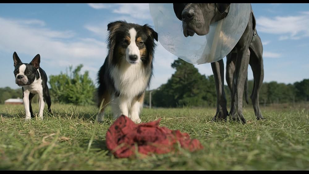 スラムドッグスの画像