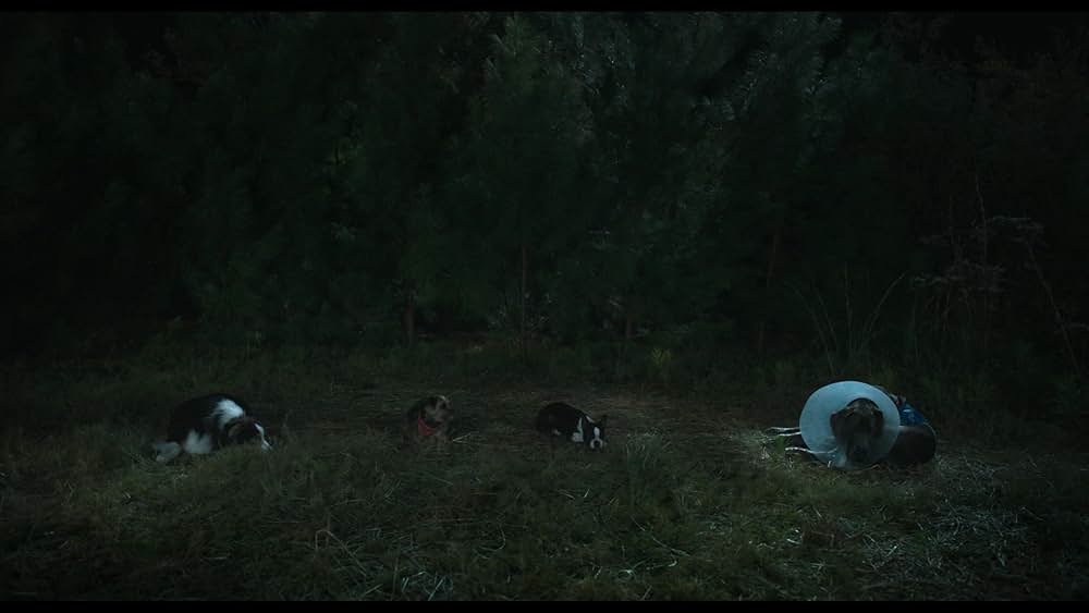 スラムドッグスの画像