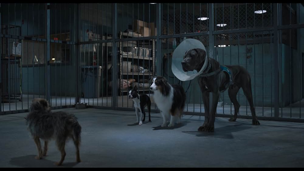 スラムドッグスの画像