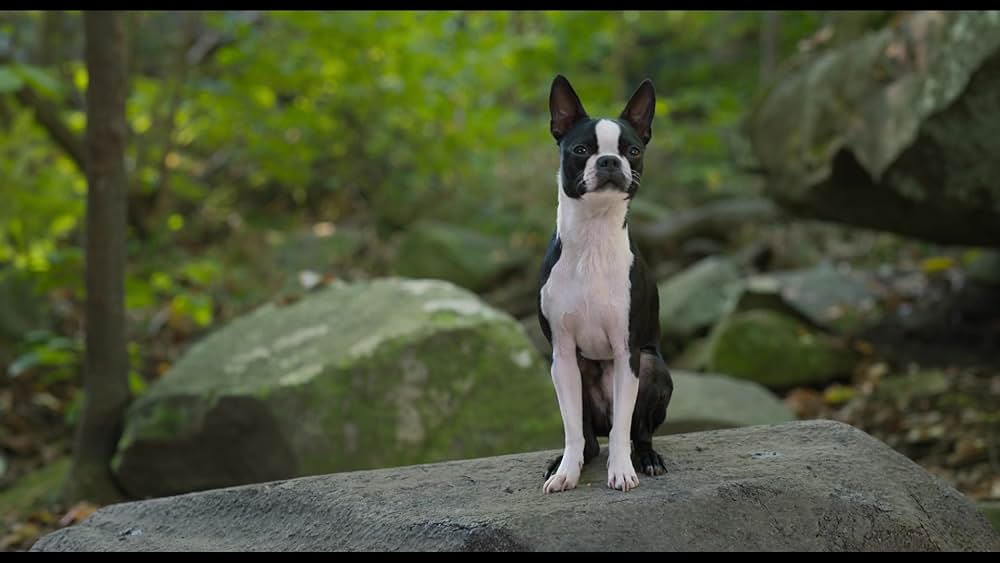 スラムドッグスの画像