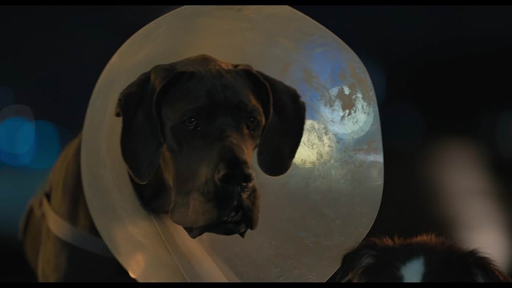 スラムドッグスの画像