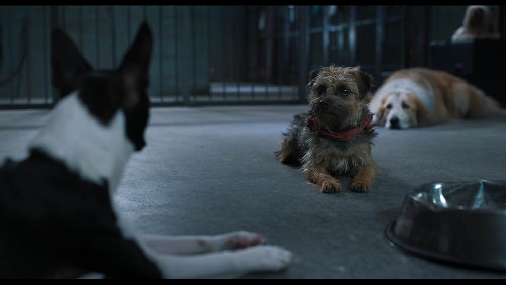 スラムドッグスの画像