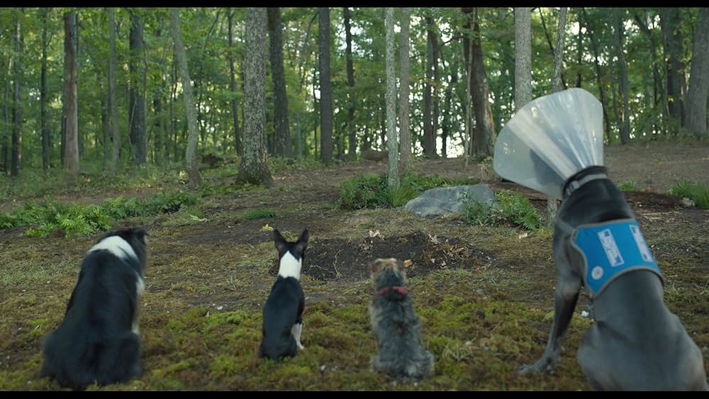 スラムドッグスの画像