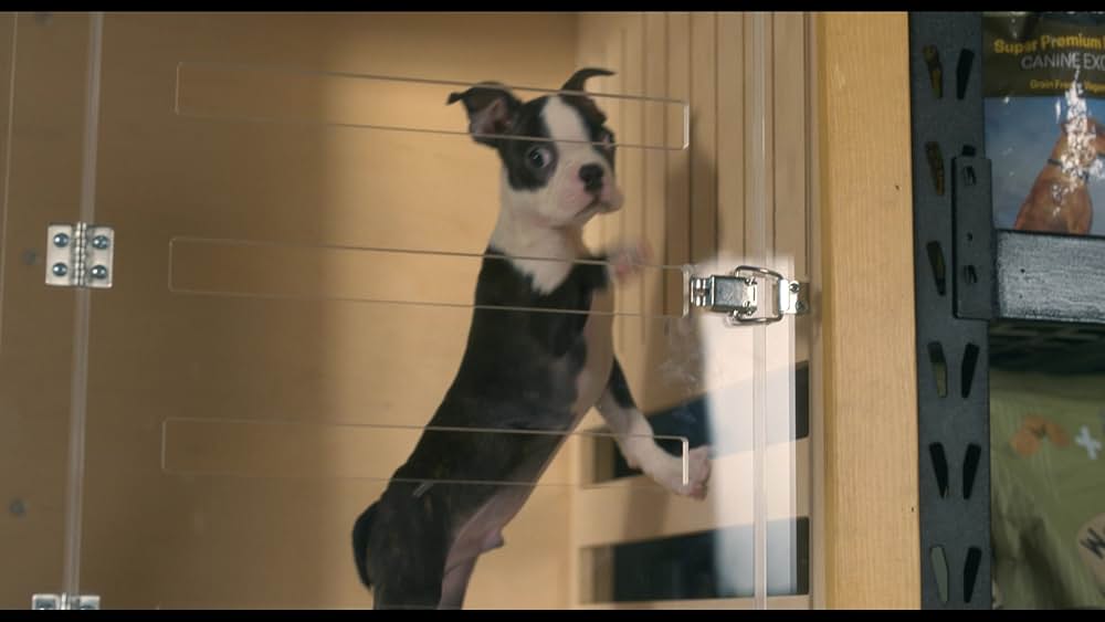 スラムドッグスの画像