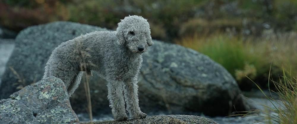 SISU/シス 不死身の男の画像