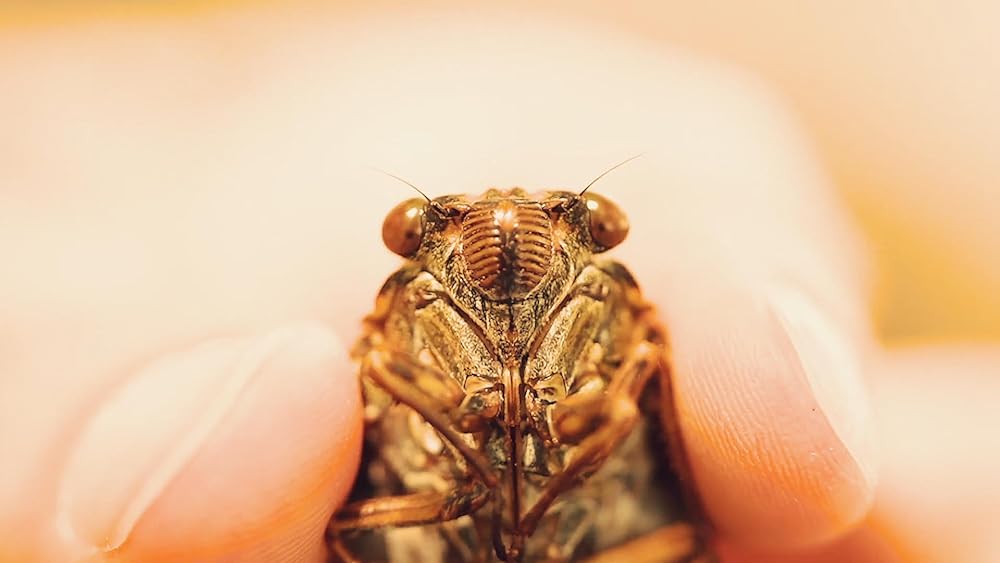 夏バテ女の画像