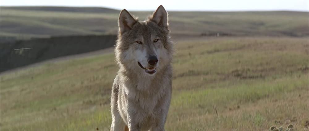 「ダンス・ウィズ・ウルブズ」の画像