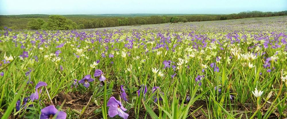 キラーズ・オブ・ザ・フラワームーンの画像