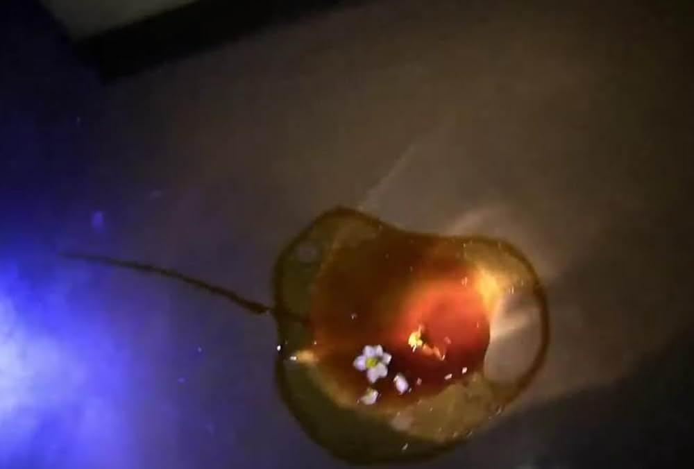 戦慄怪奇ファイル コワすぎ！ FILE-02 震える幽霊の画像