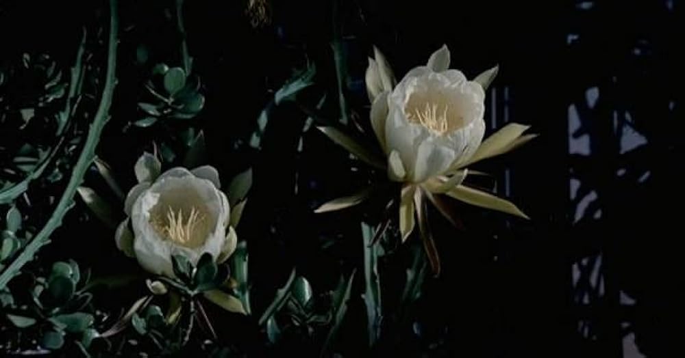 マッチ工場の少女の画像