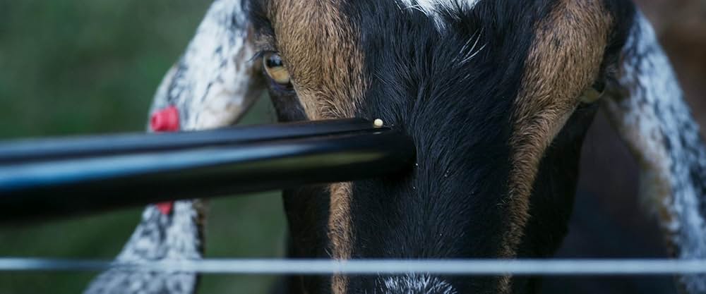 邪悪なるものの画像