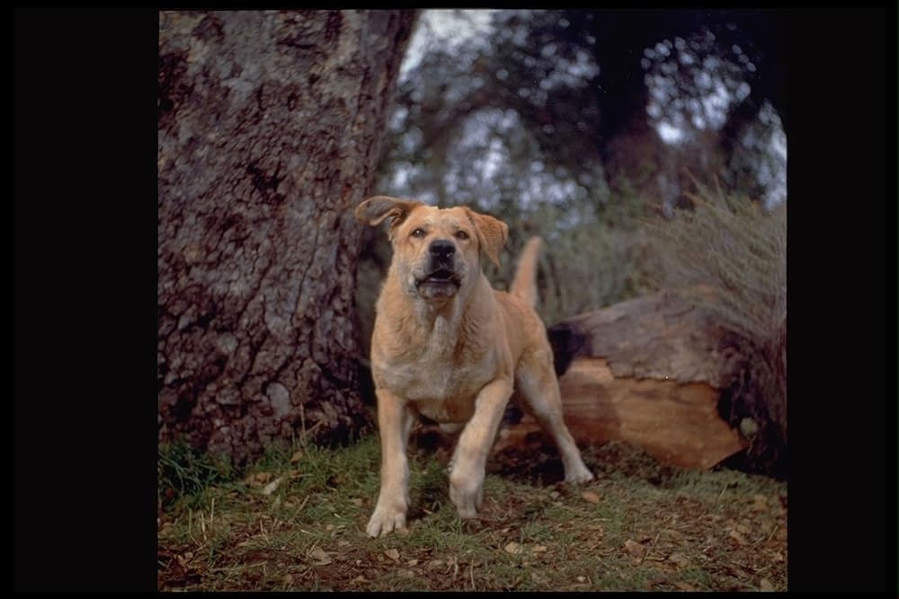 「黄色い老犬」Spikeの画像