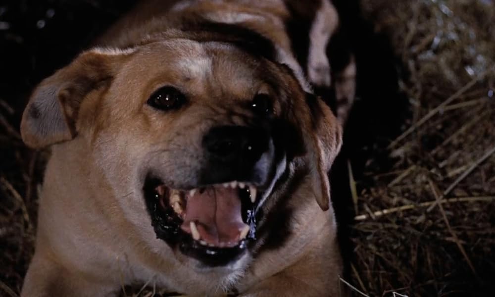 黄色い老犬の画像