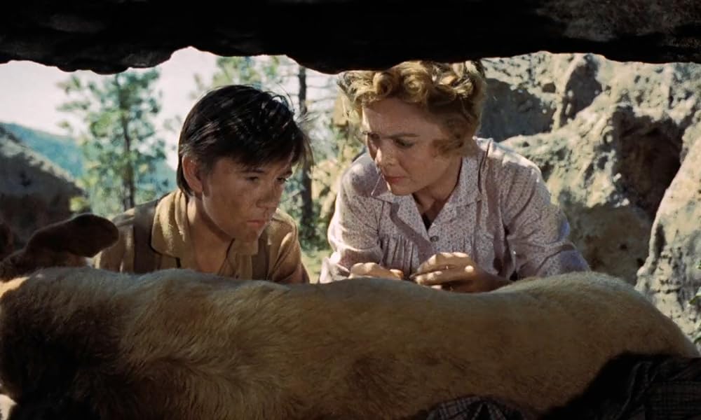 黄色い老犬の画像