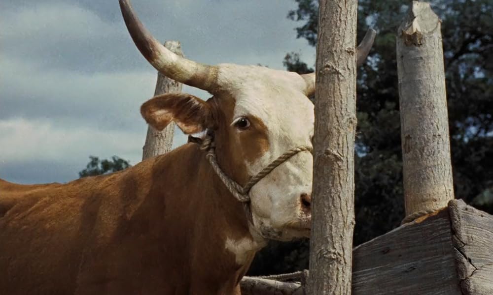 黄色い老犬の画像