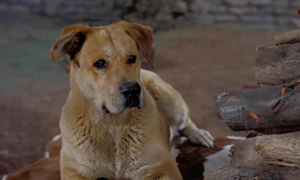 「黄色い老犬」の画像