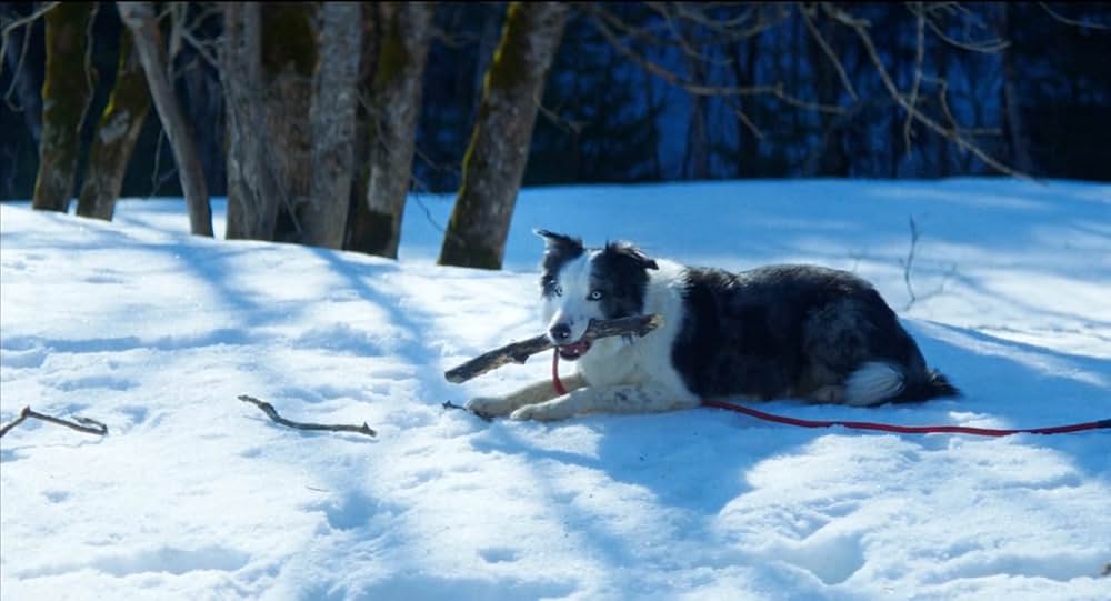 落下の解剖学の画像
