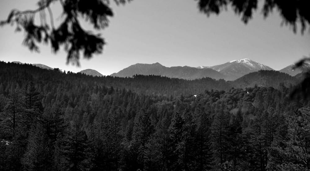 ブルー・ジェイの画像