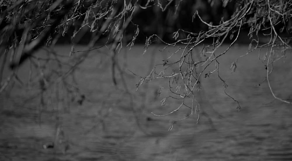 ブルー・ジェイの画像