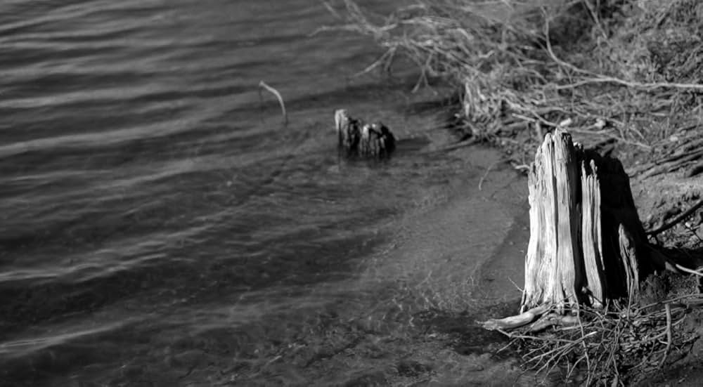 ブルー・ジェイの画像