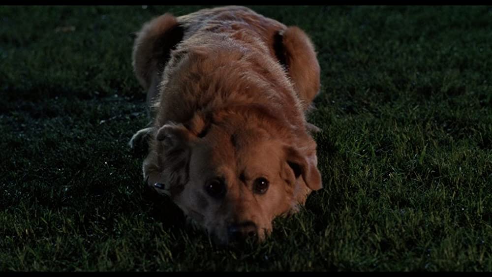 「ローズ家の戦争」の画像