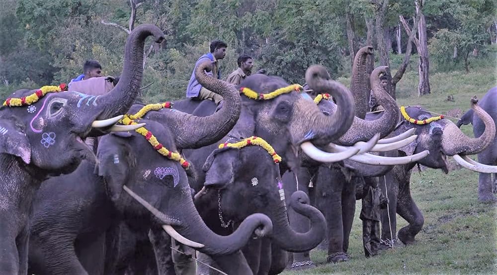 エレファント・ウィスパラー：聖なる象との絆の画像