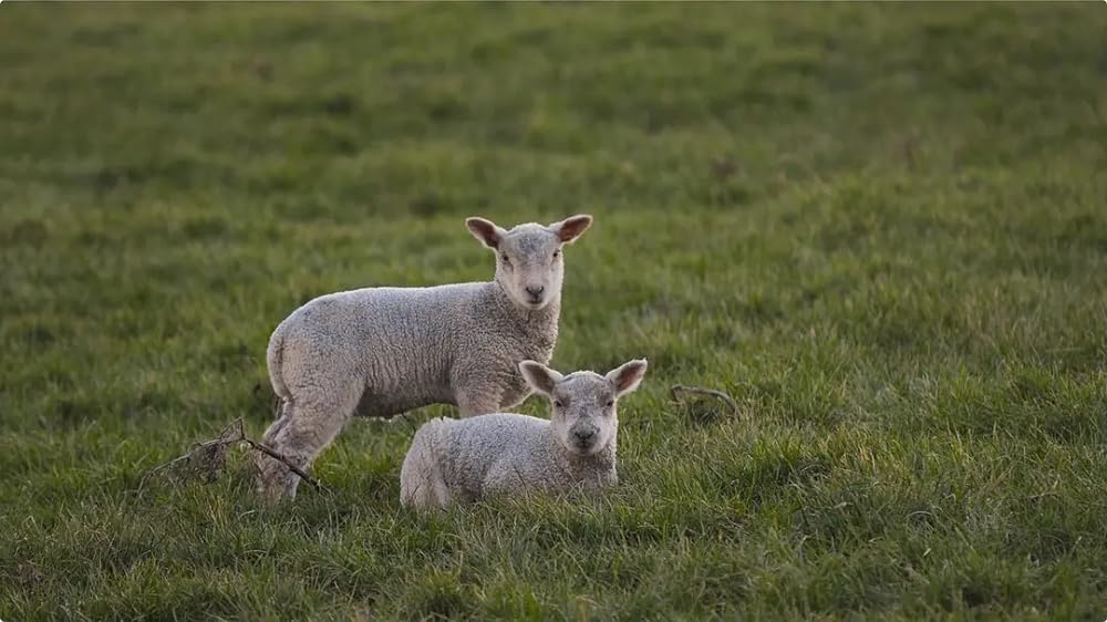 ゲーム・オブ・スローンズ：ラスト・ウォッチの画像