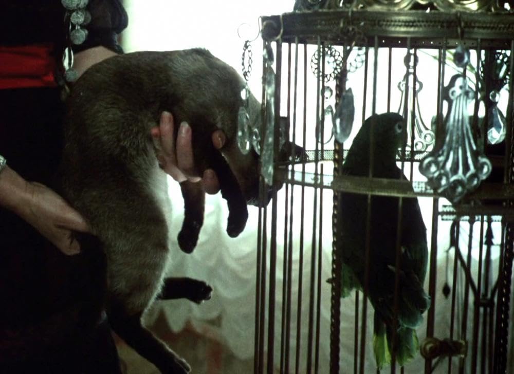 モルギアナの画像