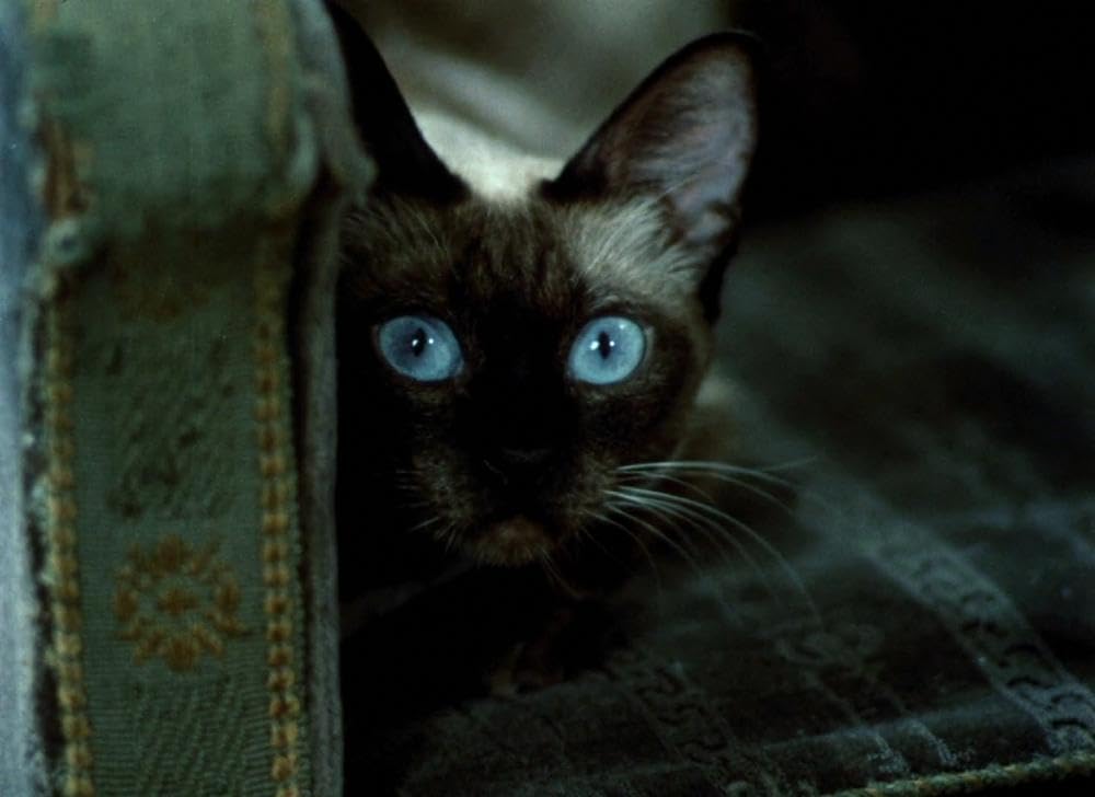 モルギアナの画像