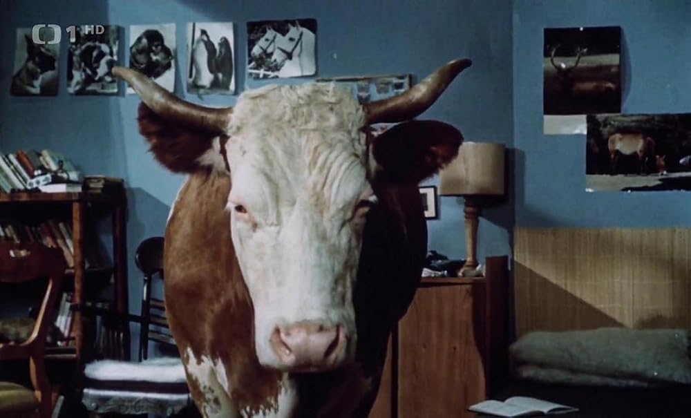 ほうきに乗った女の子の画像