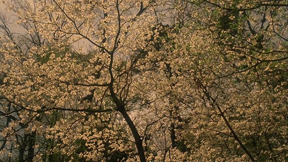 ドライビング Miss デイジーの画像