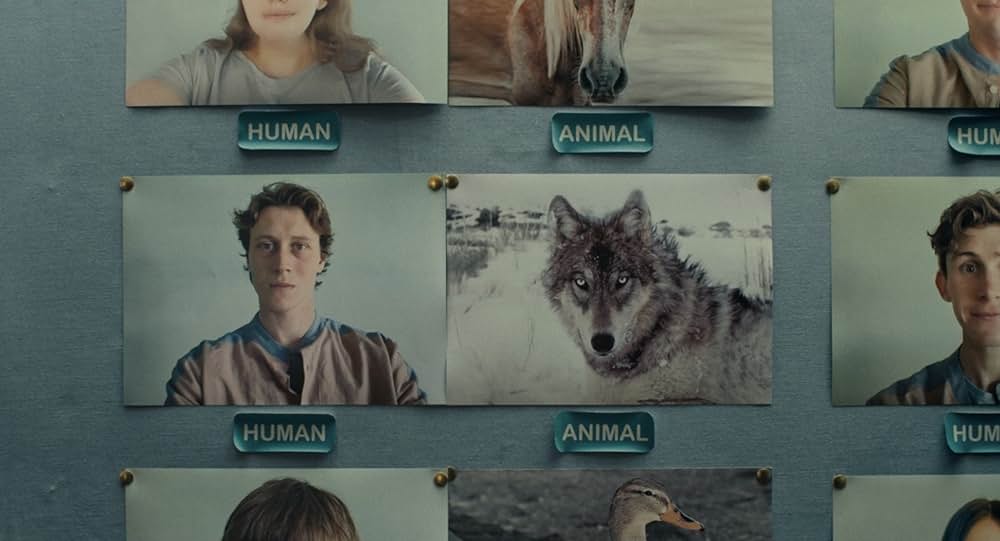 WOLF ウルフの画像