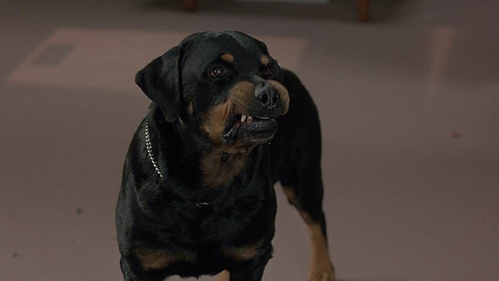 真夜中のミゼットデビルの画像