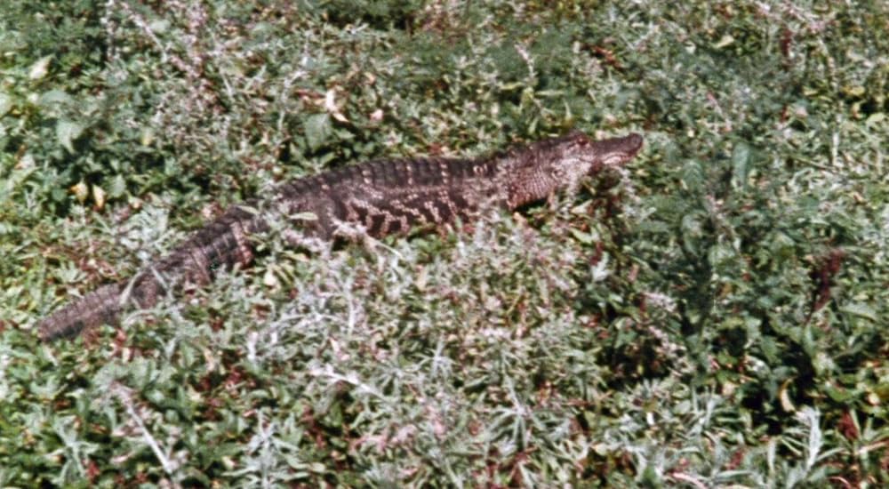 「タルトゥの呪い／タートゥ 死霊の呪い」の画像