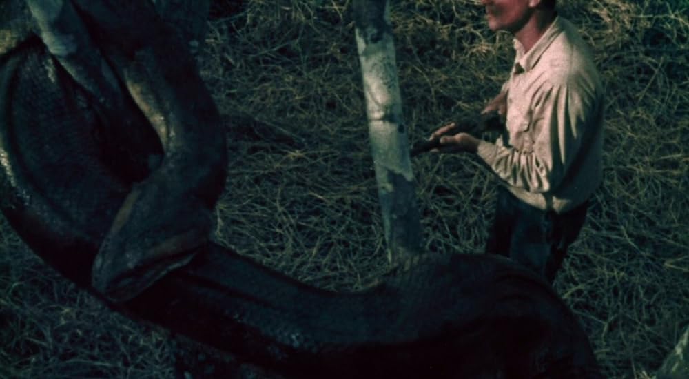 タルトゥの呪い／タートゥ 死霊の呪いの画像