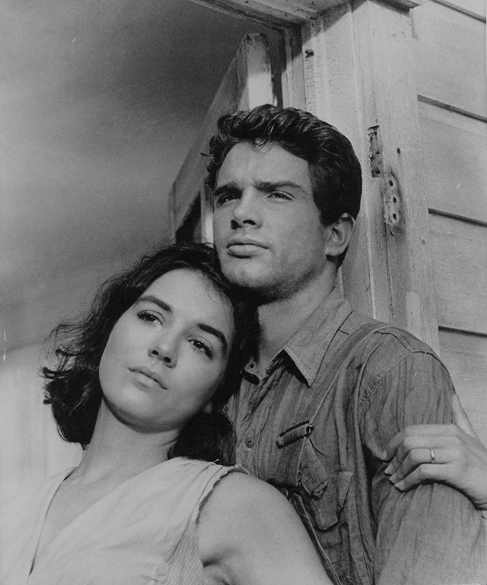 草原の輝きの画像