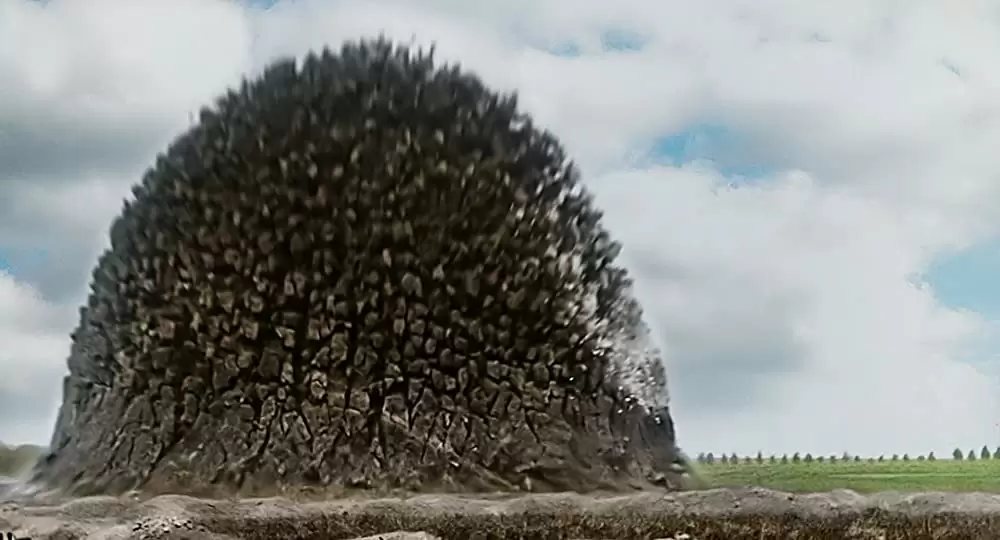 彼らは生きていた／ゼイ・シャル・ノット・グロウ・オールドの画像