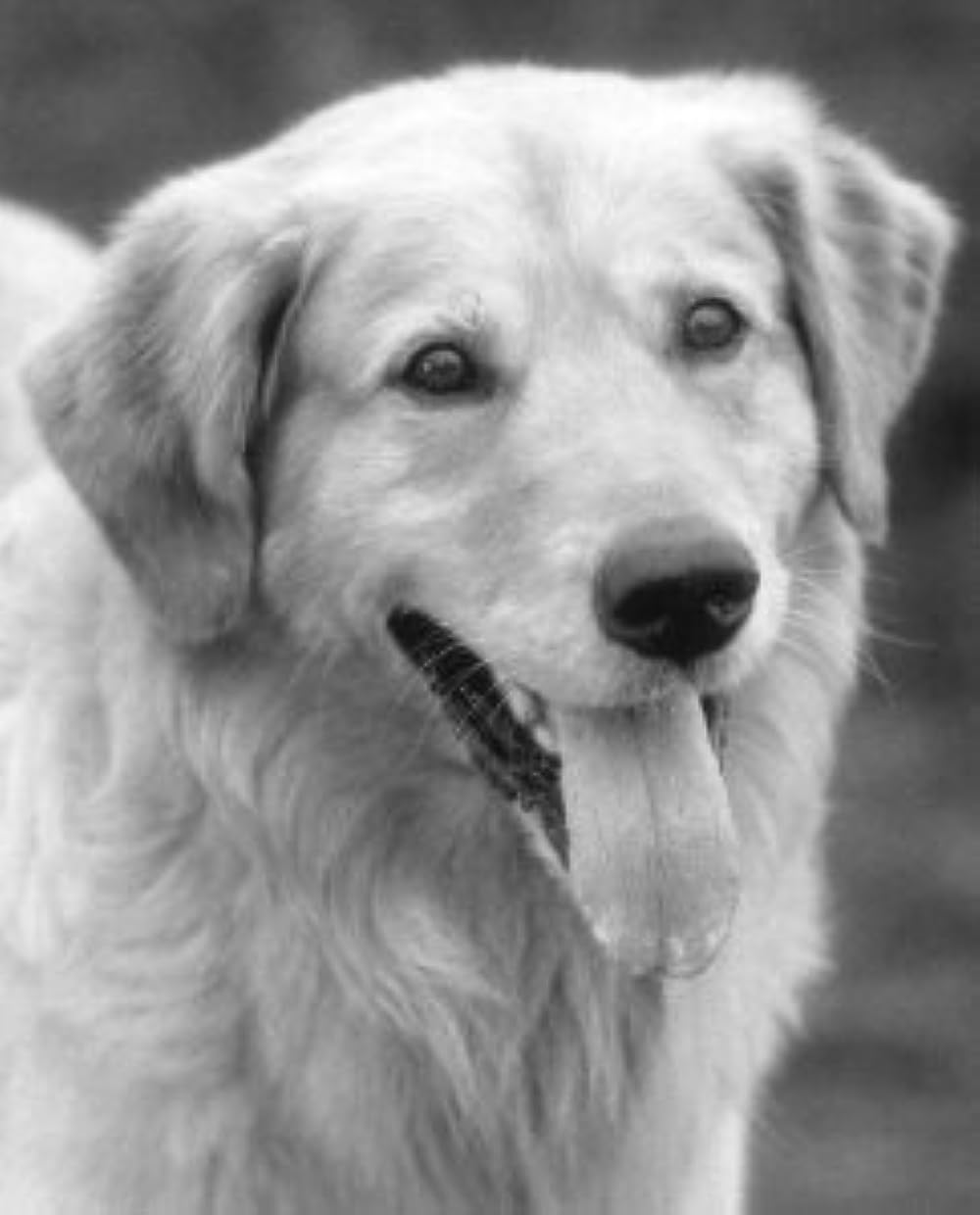 エア・バディの画像